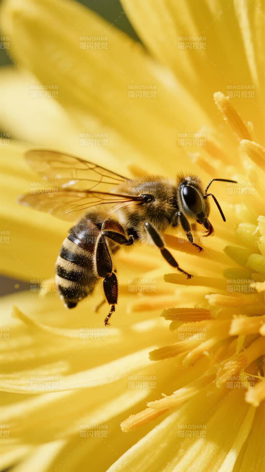 蜜蜂采蜜图片