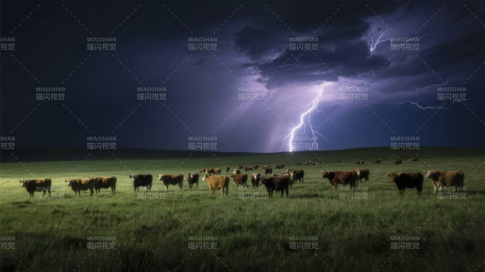 雷雨中的牛群图片