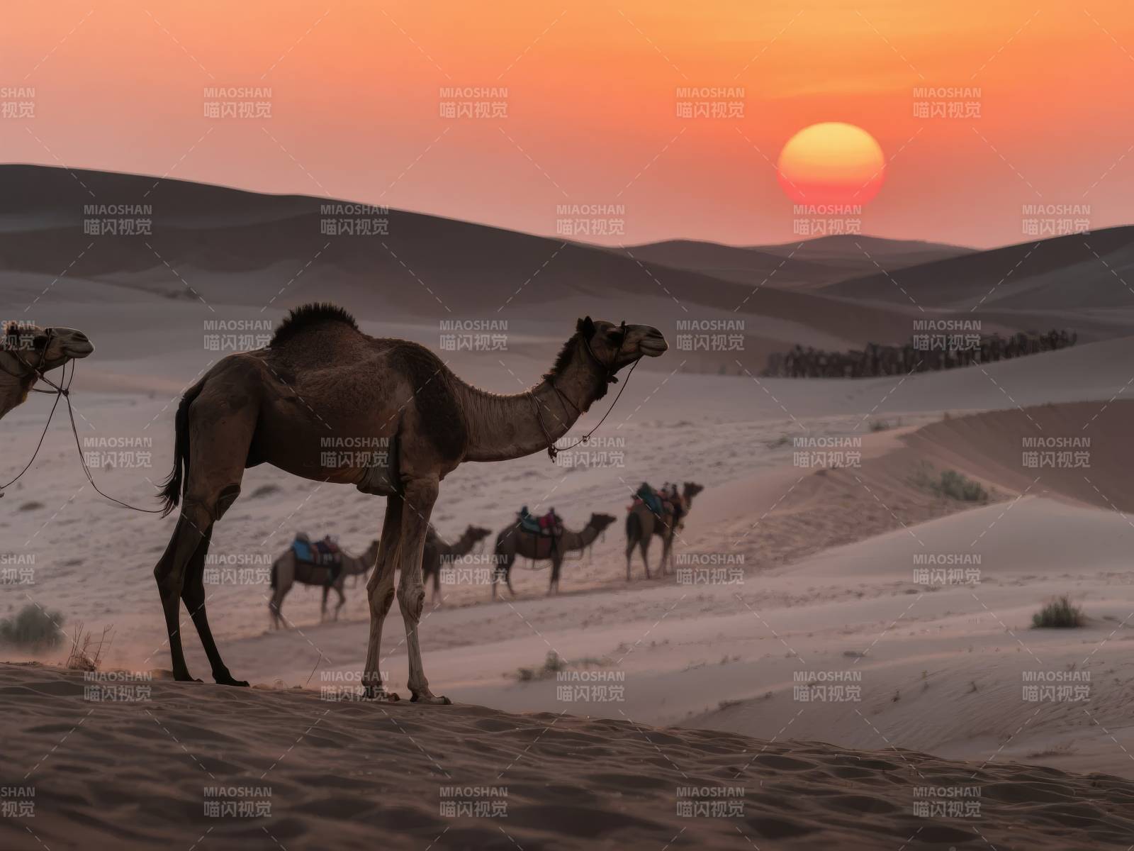 沙漠驼影夕阳下图片