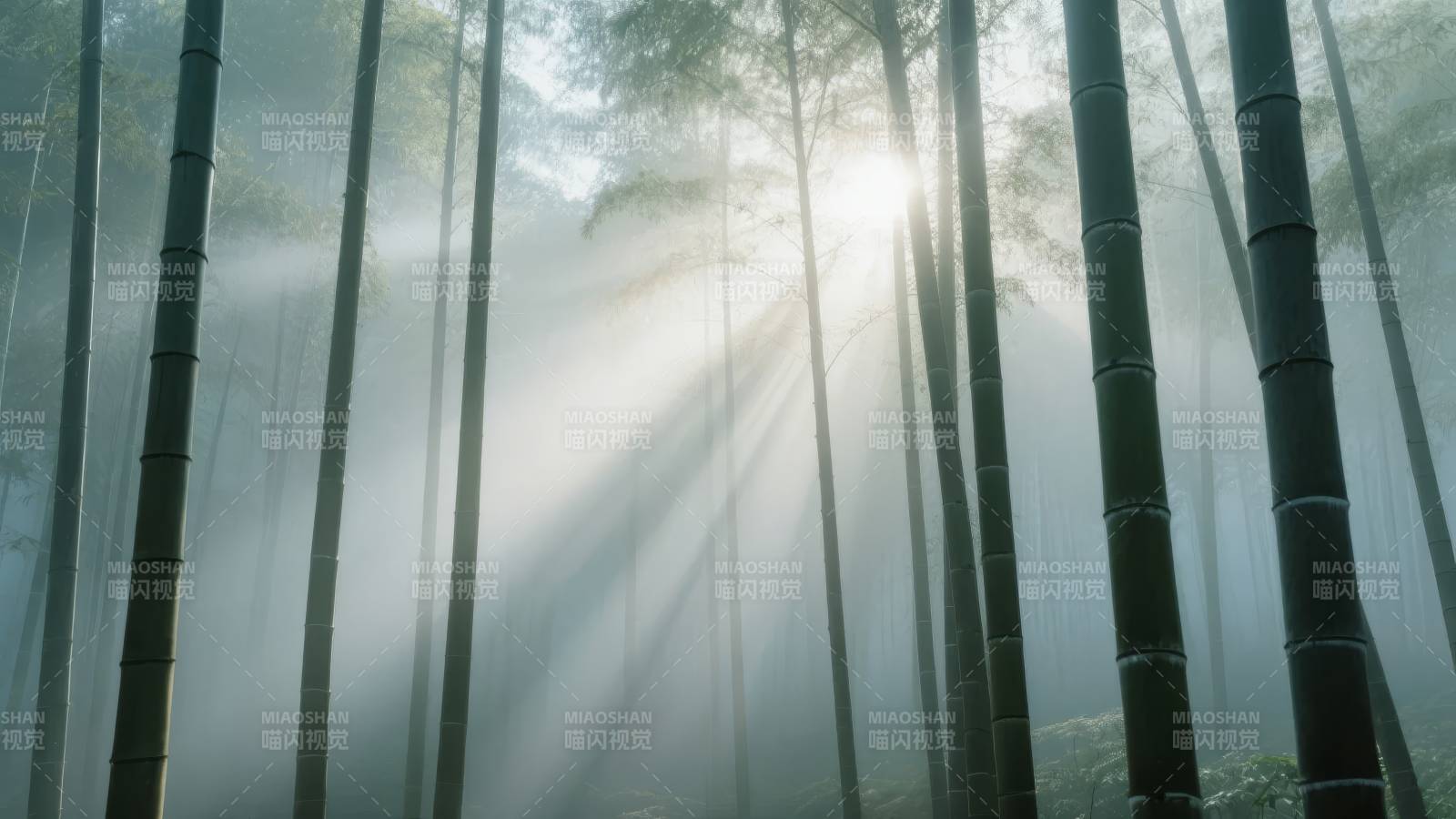 竹林晨雾光影图片