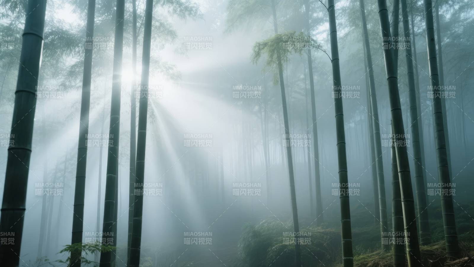 竹林晨雾光影图片