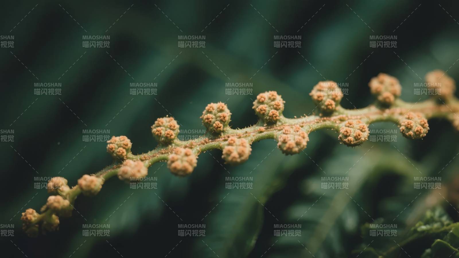蕨类花序特写图片