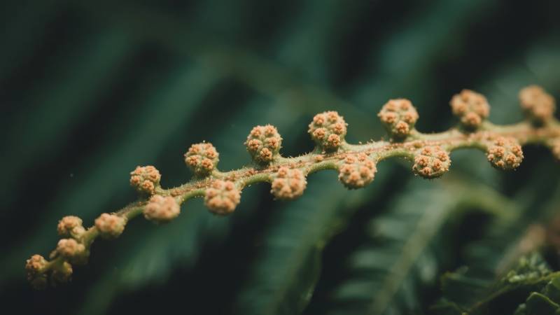 蕨类花序特写图片