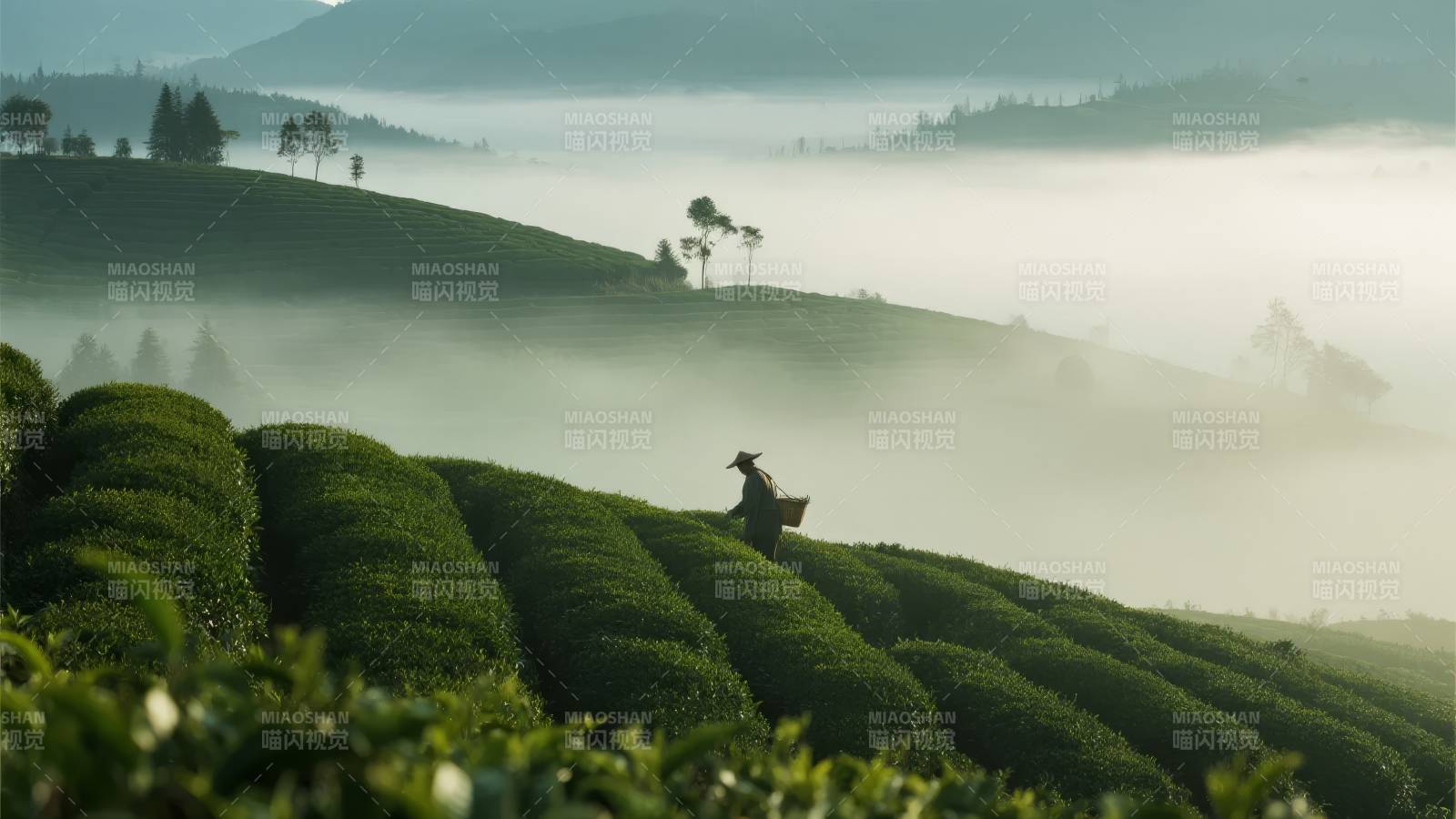 雾中茶山行者图片
