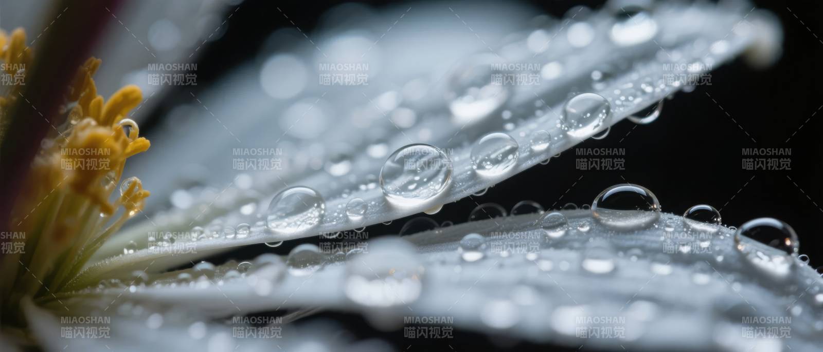 露珠轻缀花瓣图片