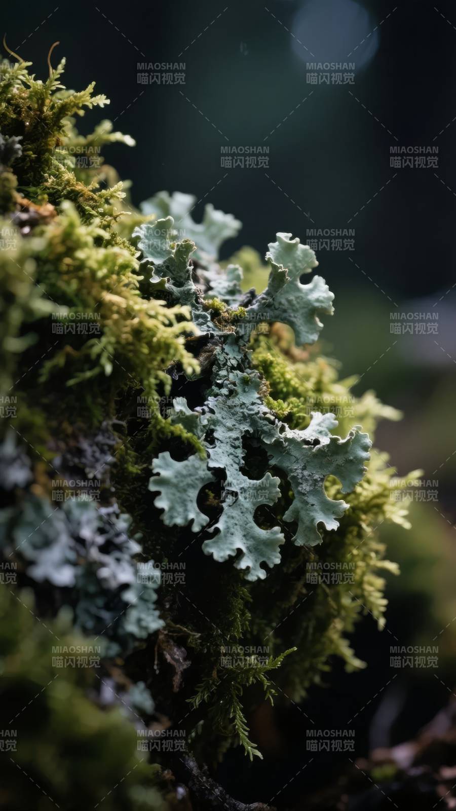 苔藓与地衣共生图片