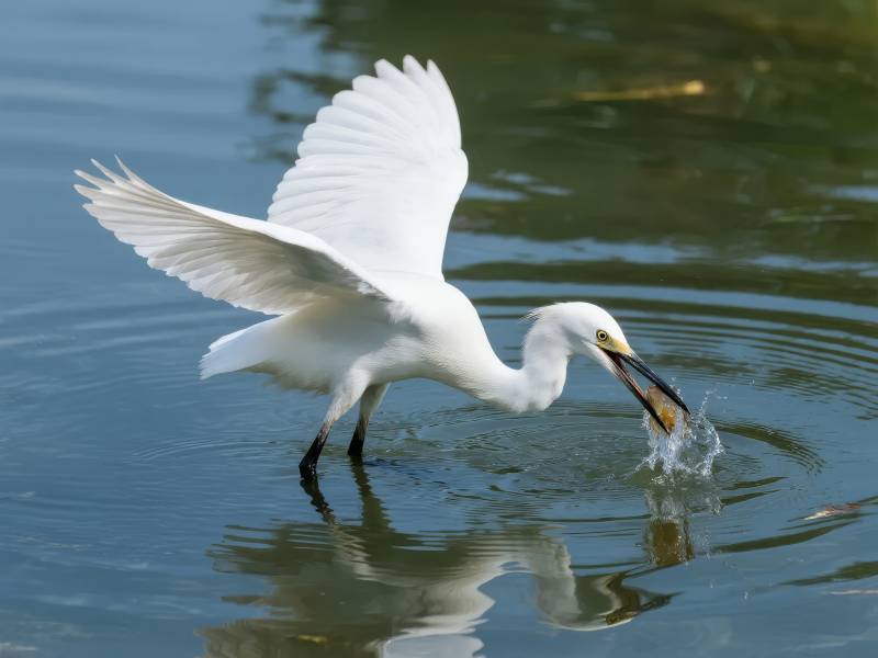 白鹭捕鱼瞬间图片