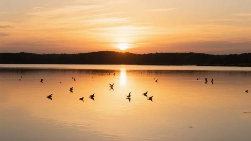 湖上飞鸟夕阳美图片