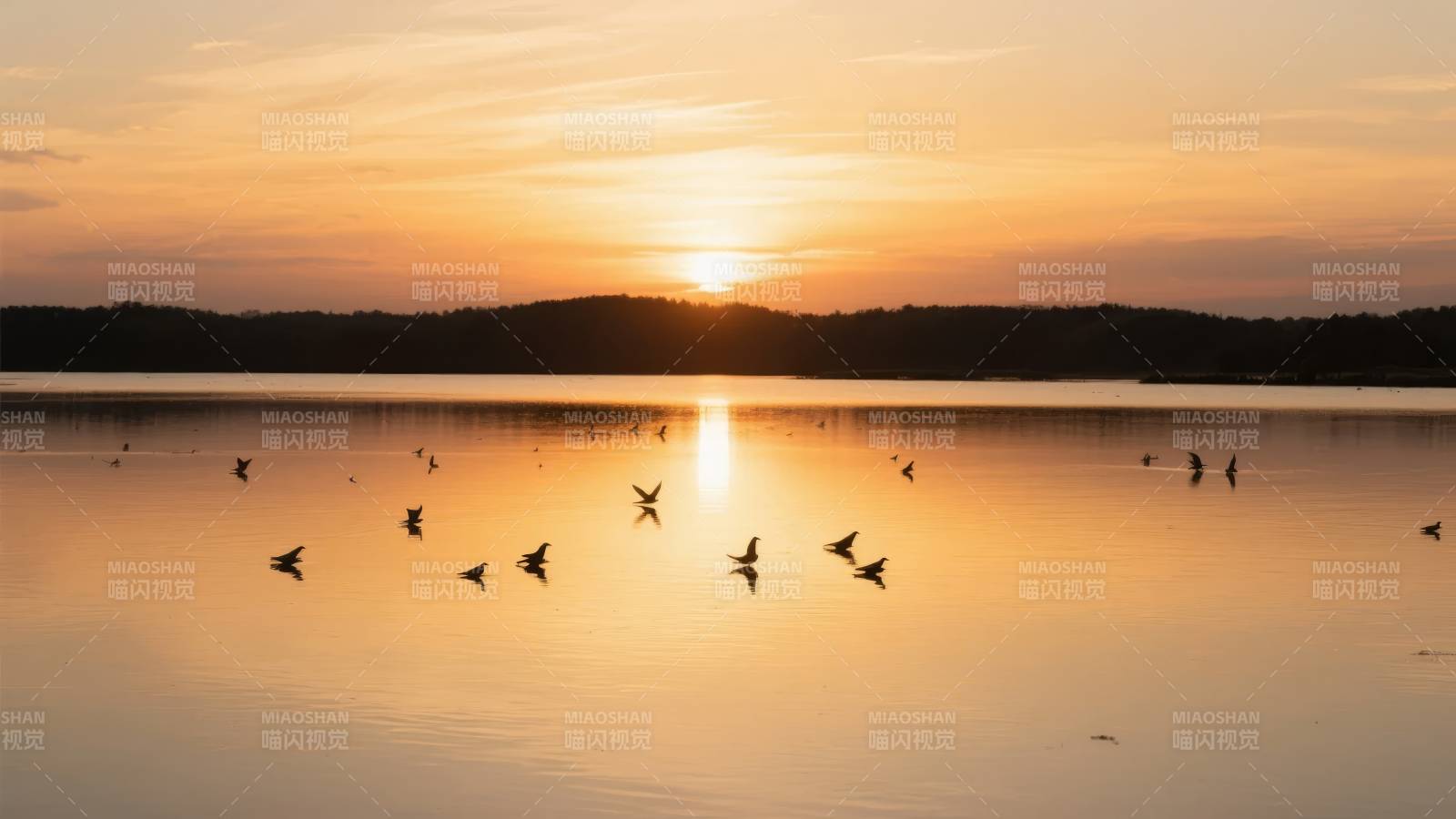 湖上飞鸟夕阳美图片