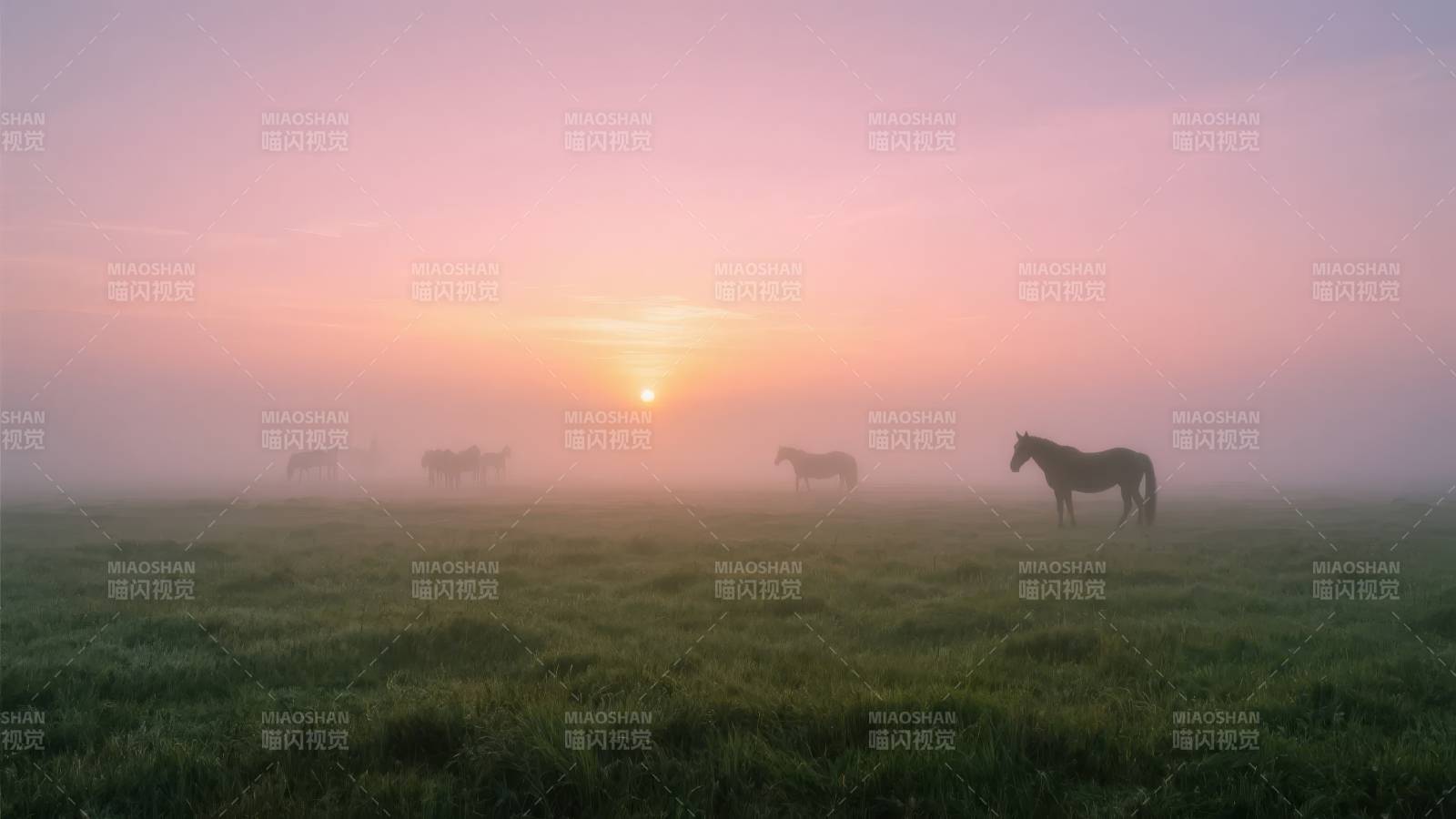 晨雾中的马群图片