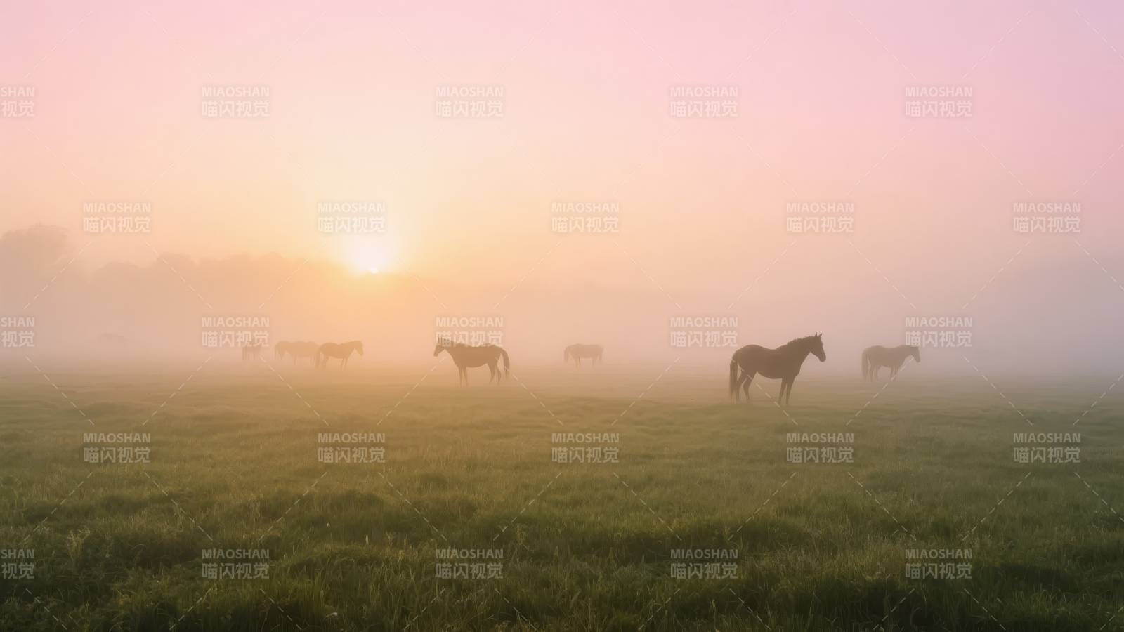 晨雾中的马群图片