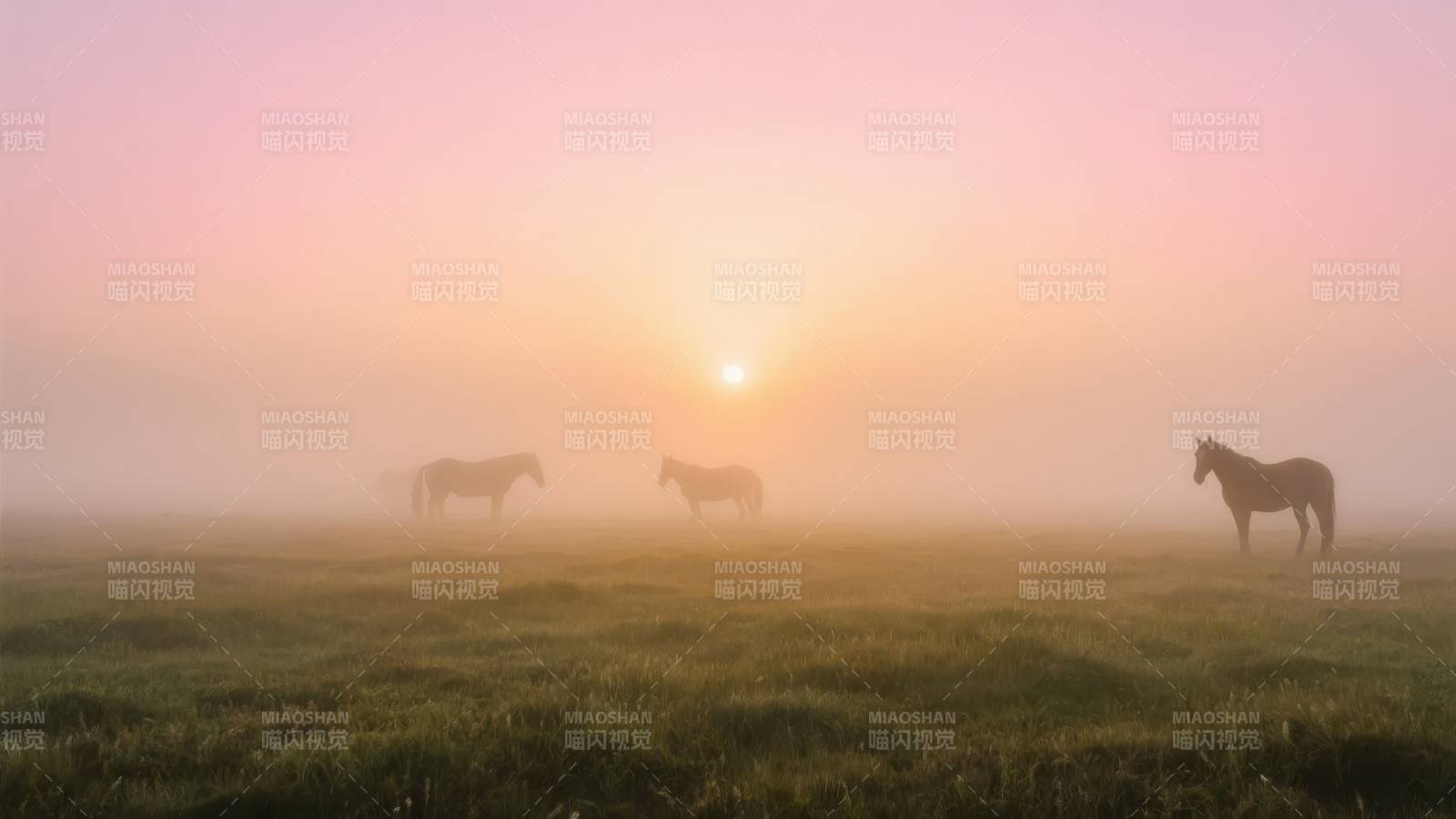 晨雾中的马群图片