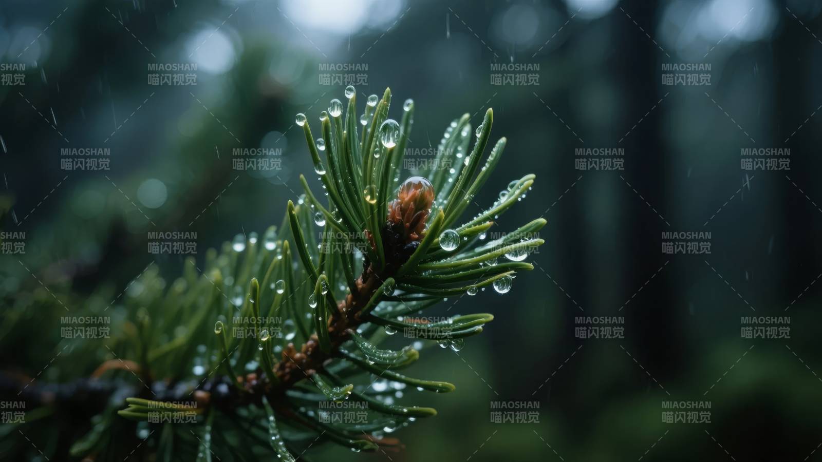 雨中松枝滴水图片