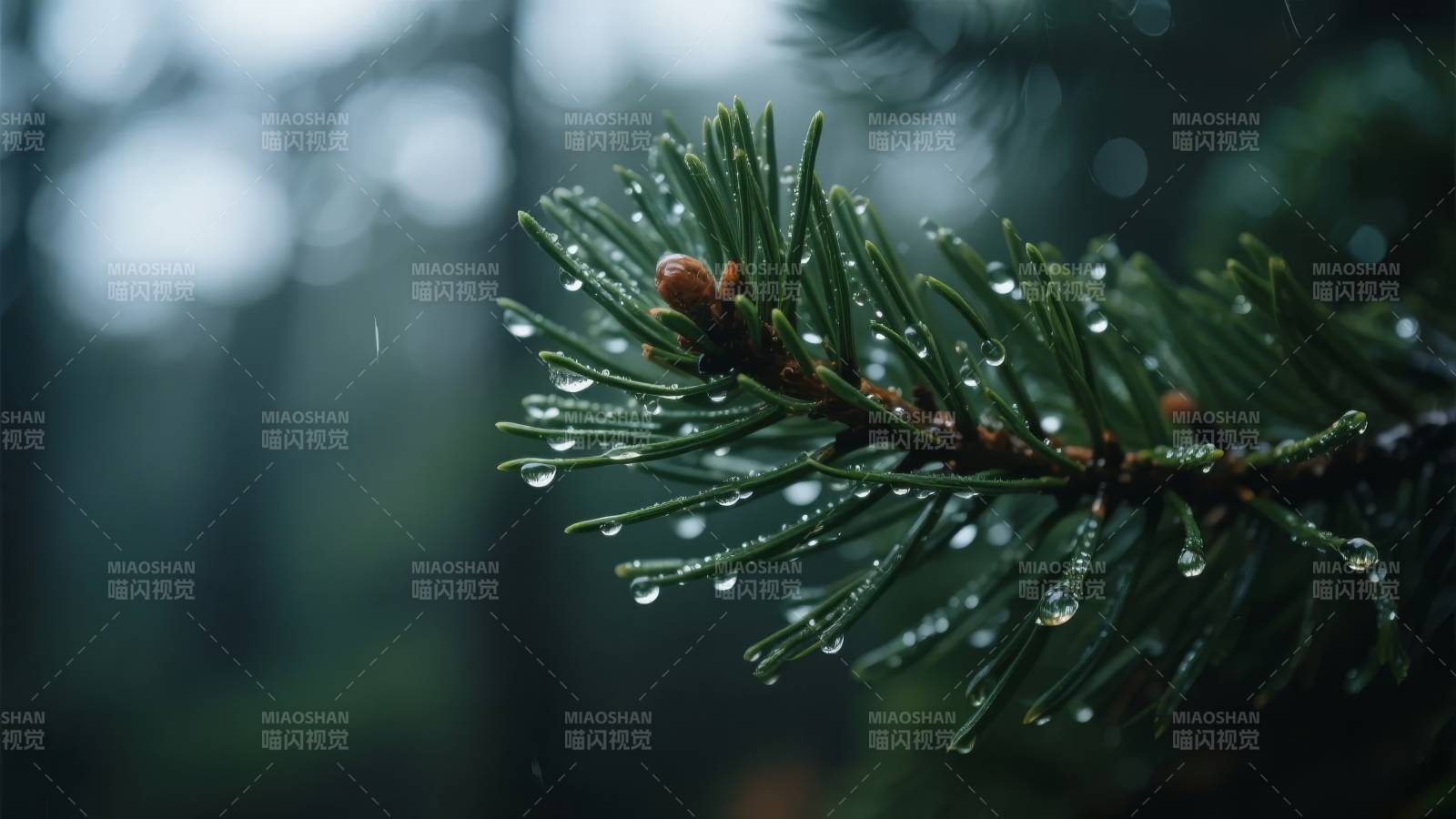 雨中松枝滴水图片
