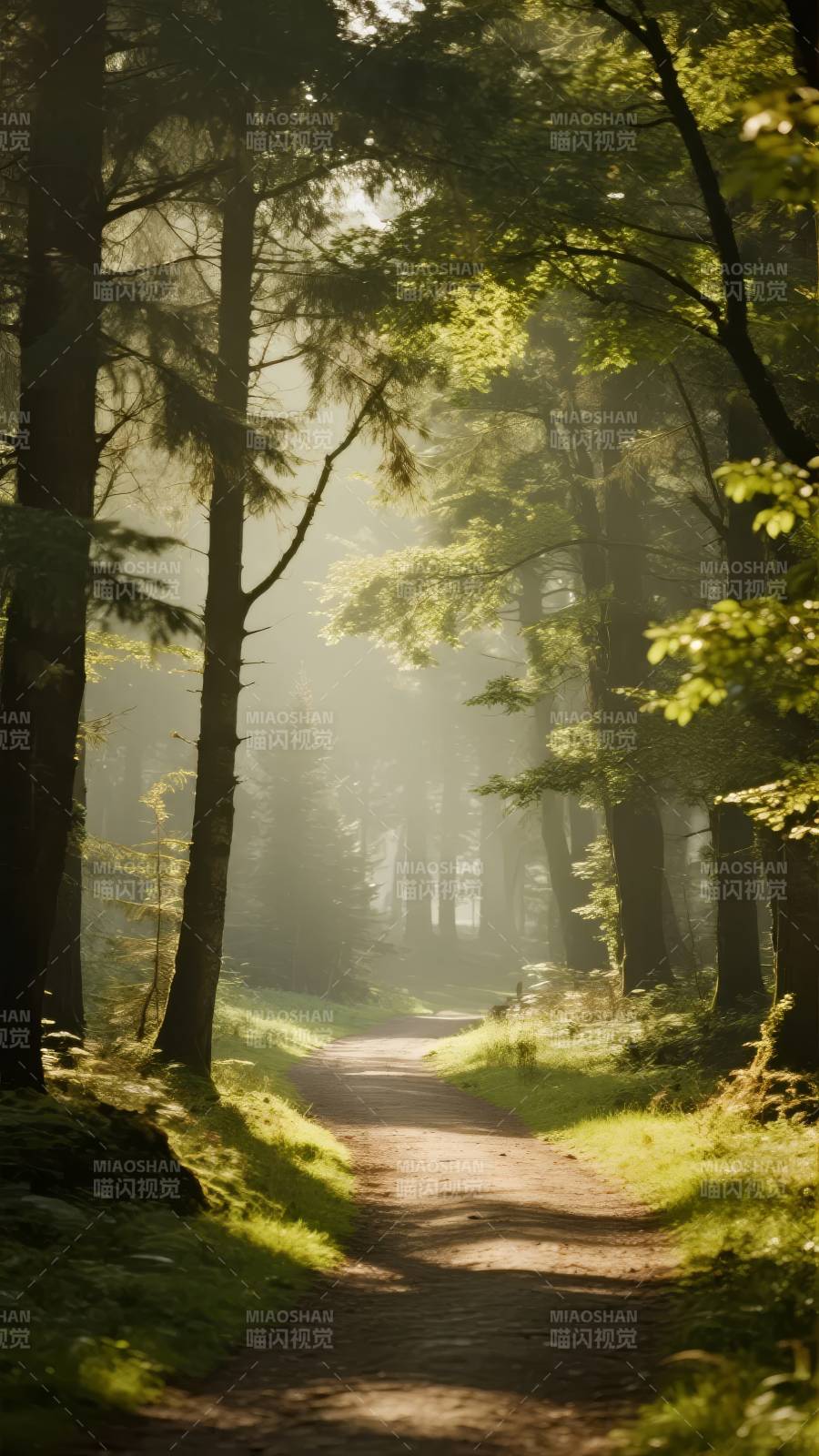 林间晨光小径图片