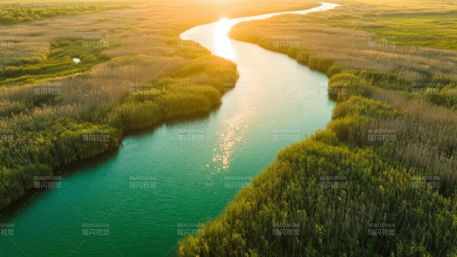 湿地晨光曲图片