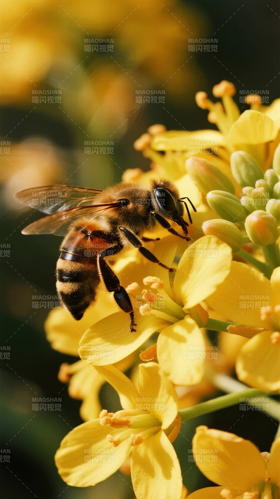 蜜蜂采蜜花丛中图片