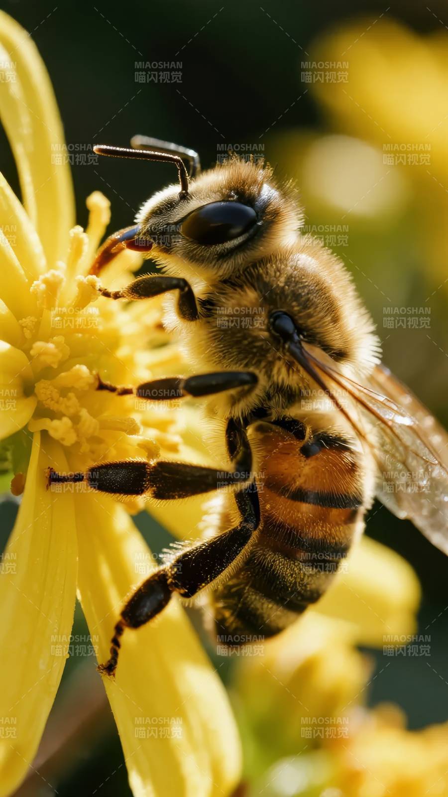 蜜蜂采蜜特写图片