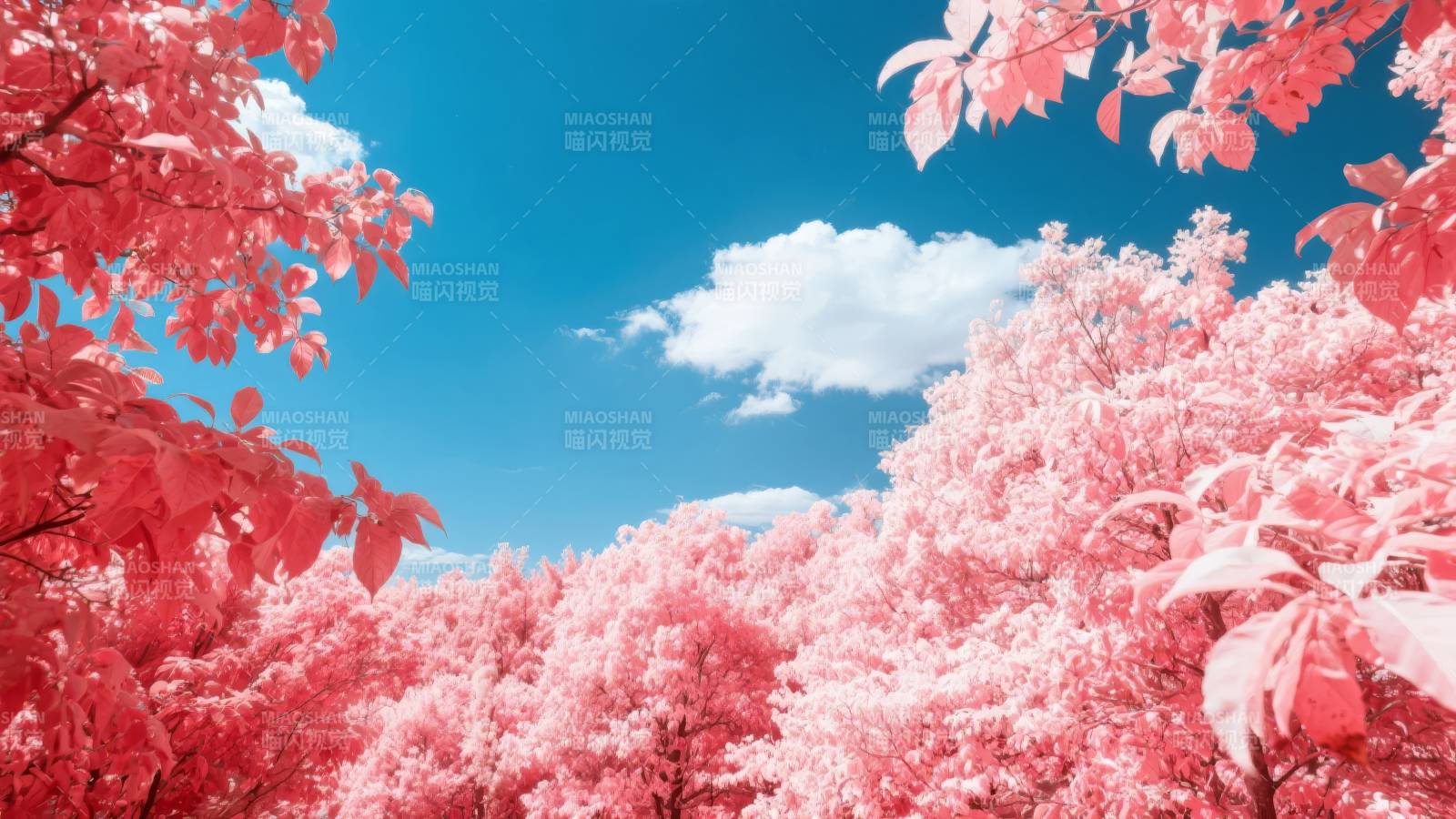 粉红樱花映蓝天图片