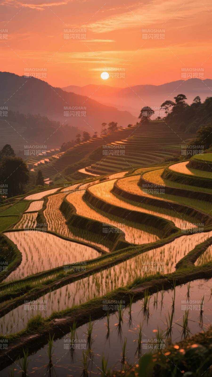 梯田日出图片