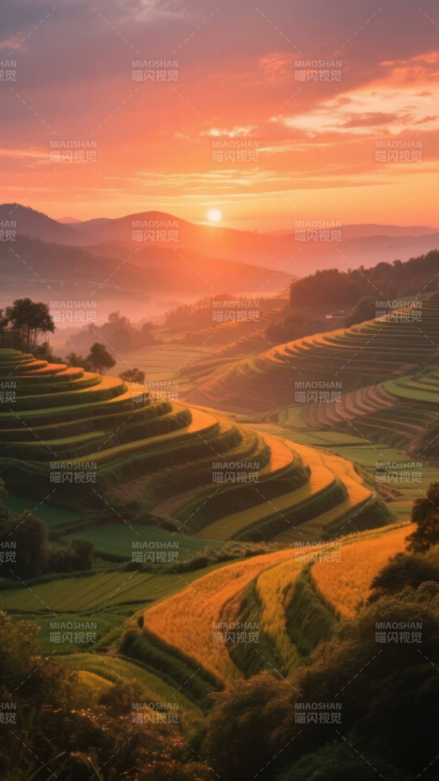 梯田日出美景图片