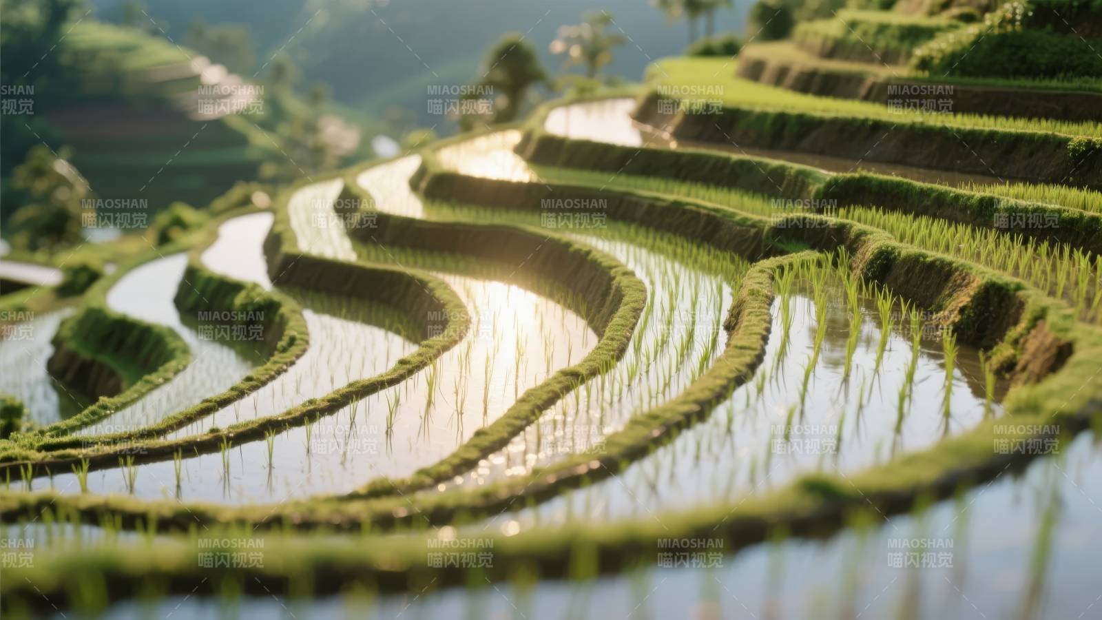 梯田晨光图片