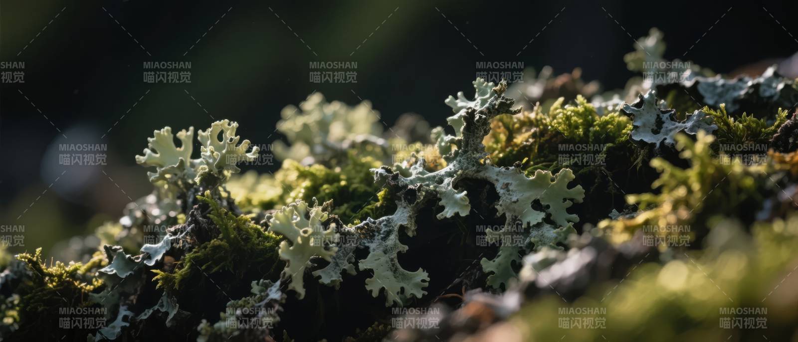 苔藓微光图片