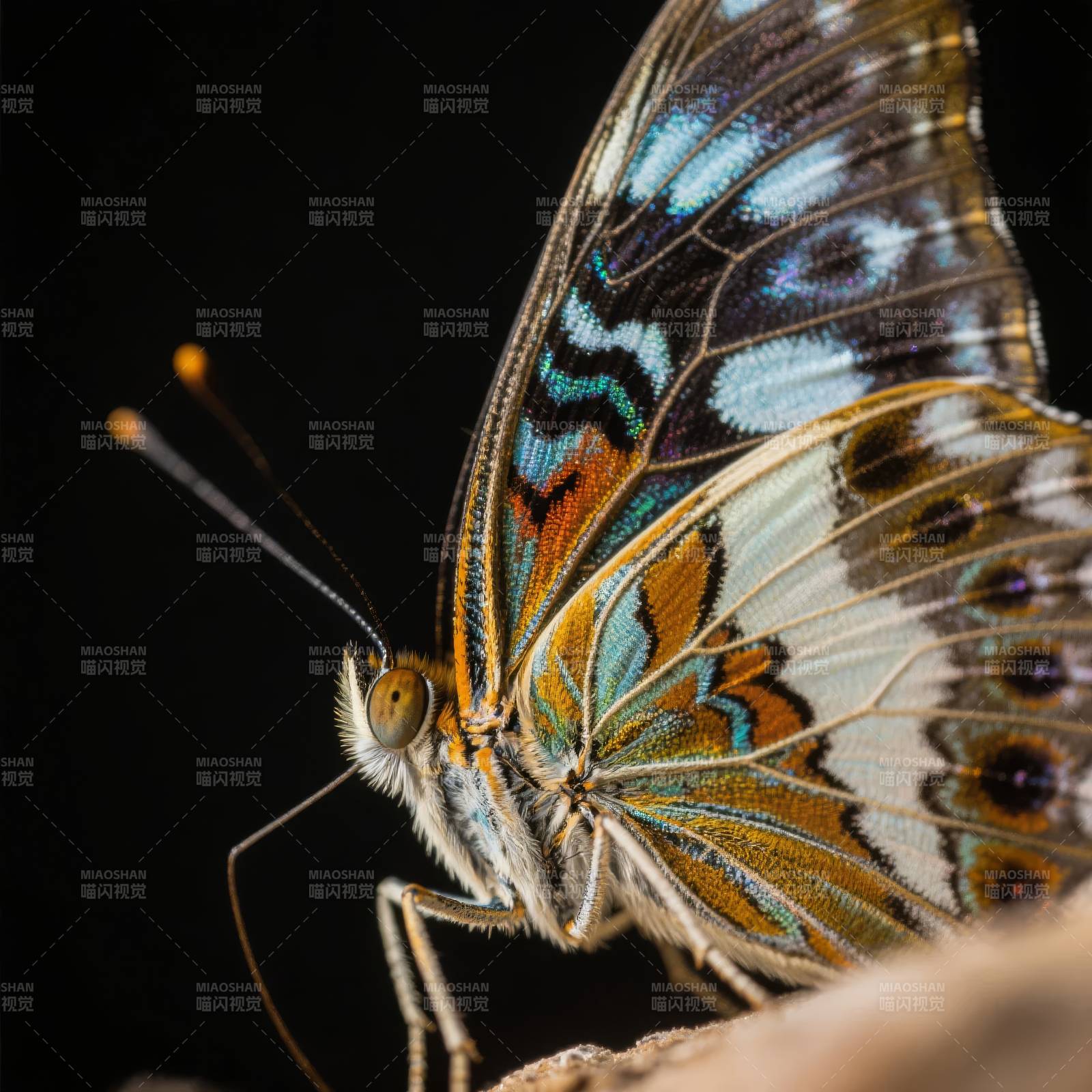 彩蝶栖息枝头图片