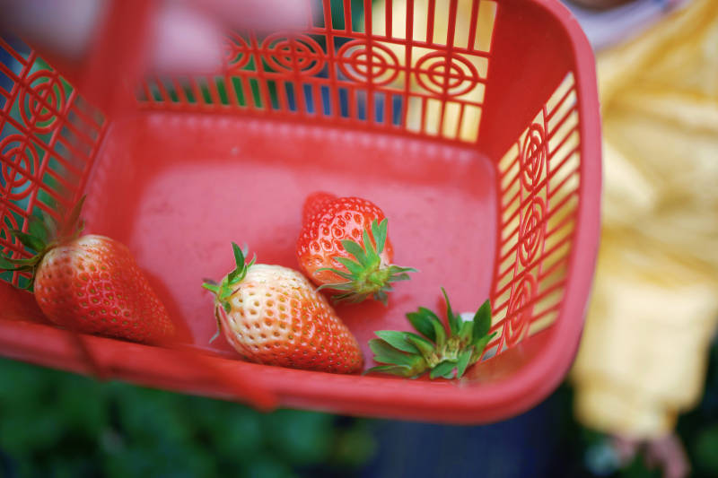 红篮中的新鲜草莓图片