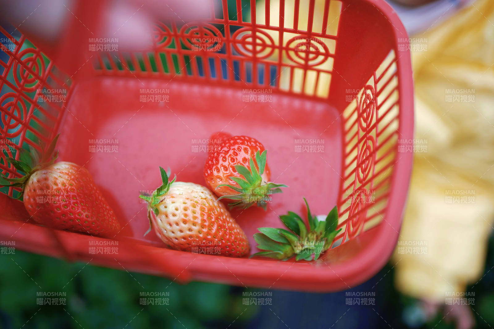 红篮中的新鲜草莓图片