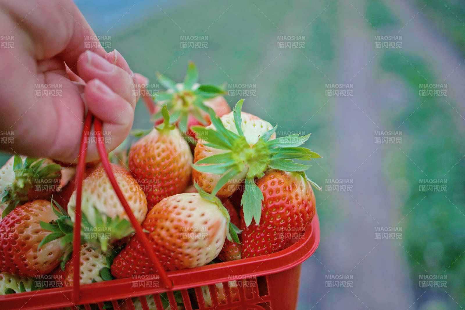 手提篮中鲜红草莓图片