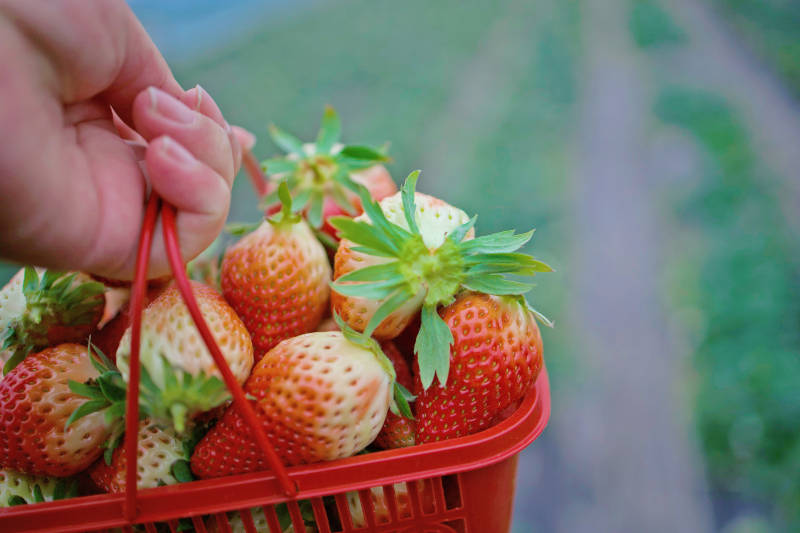 手提篮中鲜红草莓图片