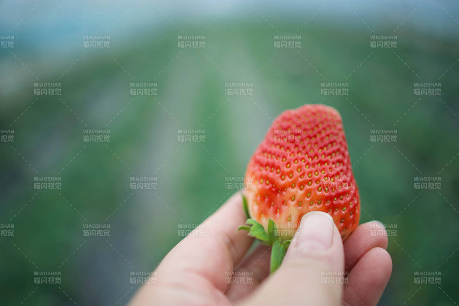 手握鲜红草莓图片