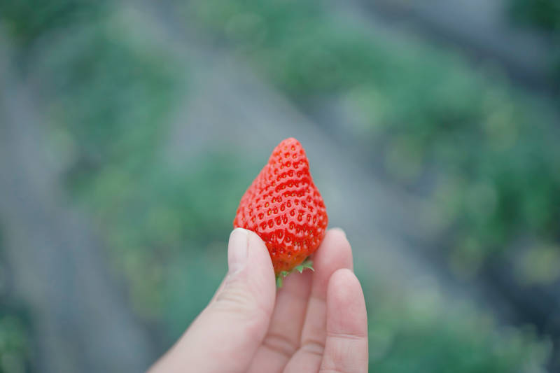 手中红草莓图片
