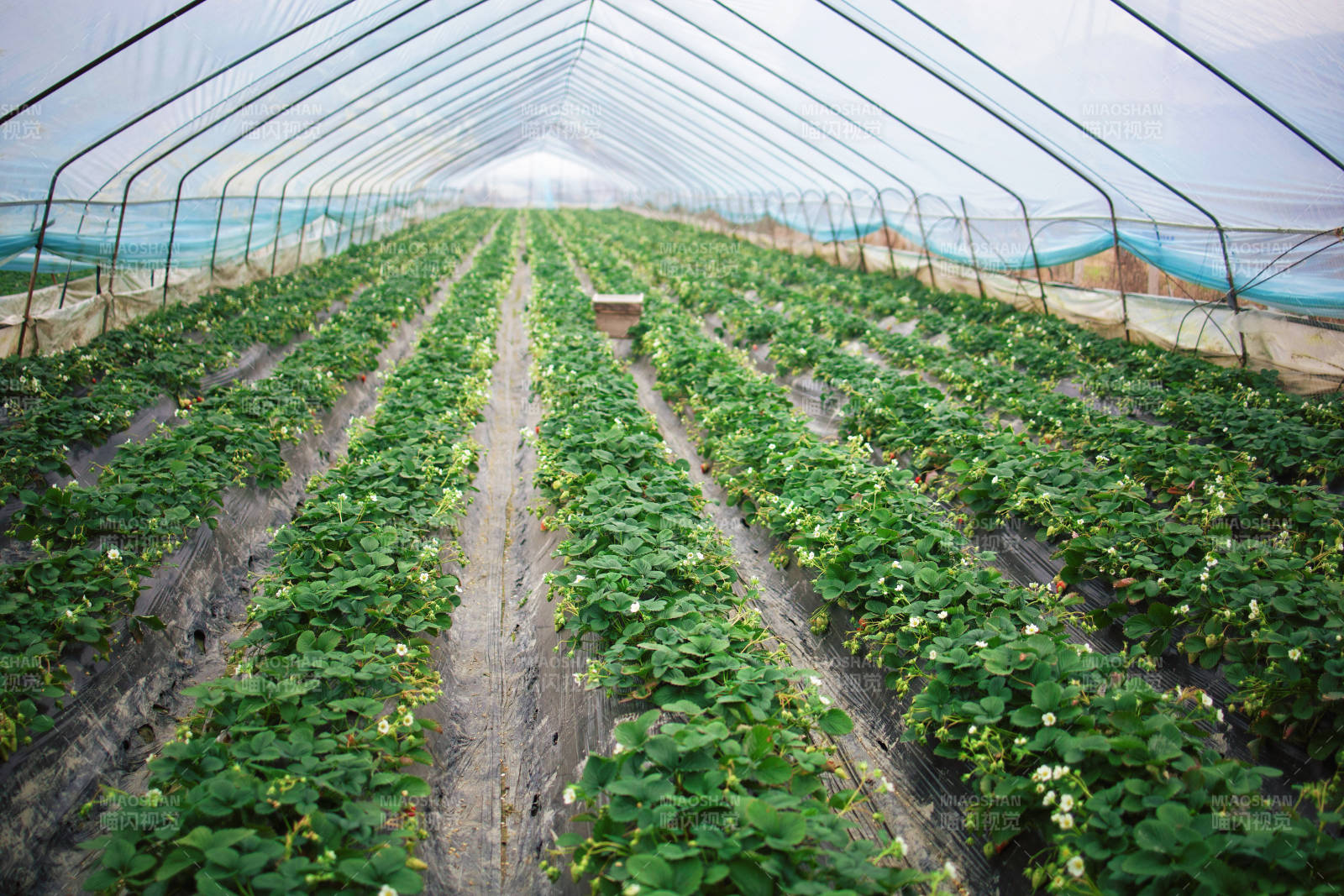温室草莓种植园图片