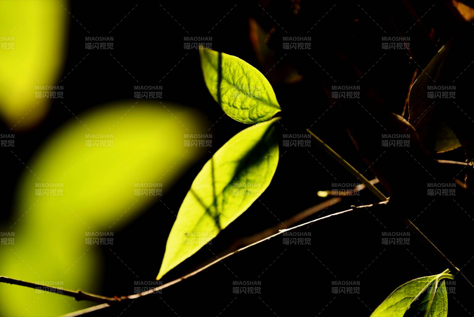 光影叶影图片