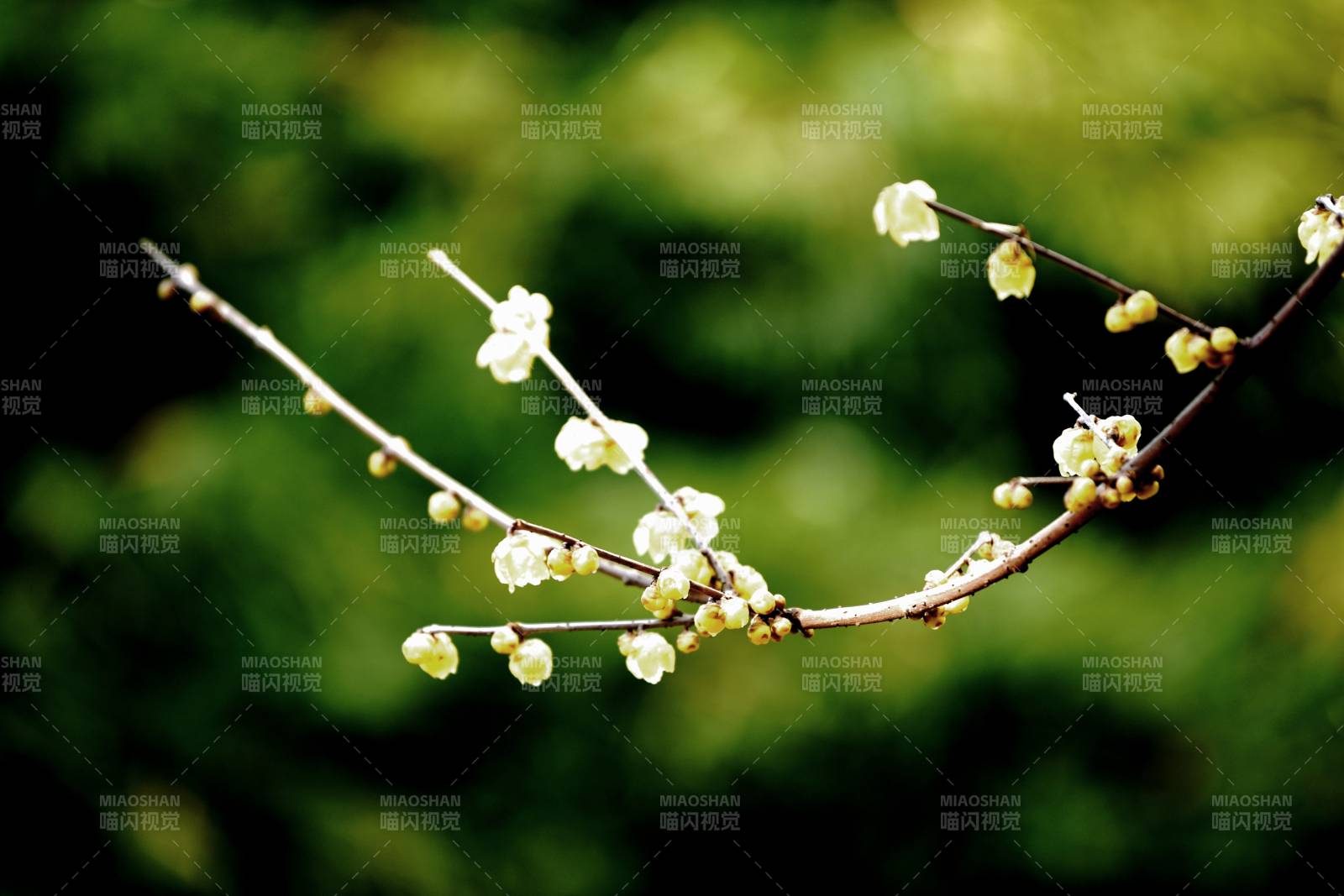 枝头梅花绽放图片