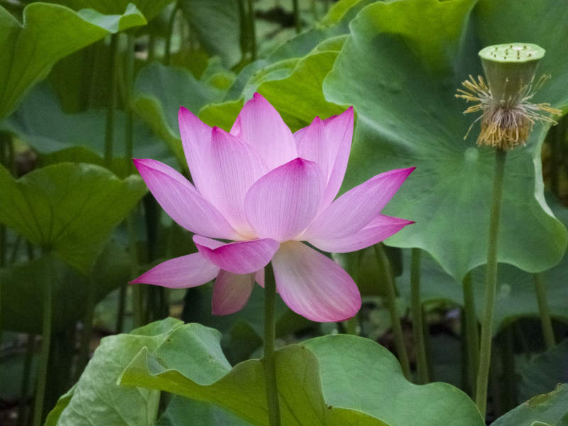 粉莲绽放绿叶间图片