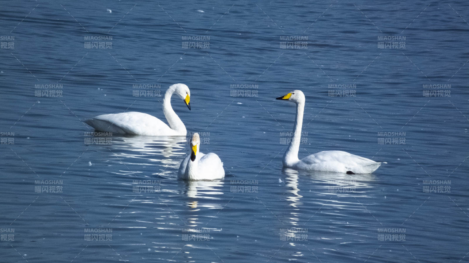 三只天鹅游湖图片
