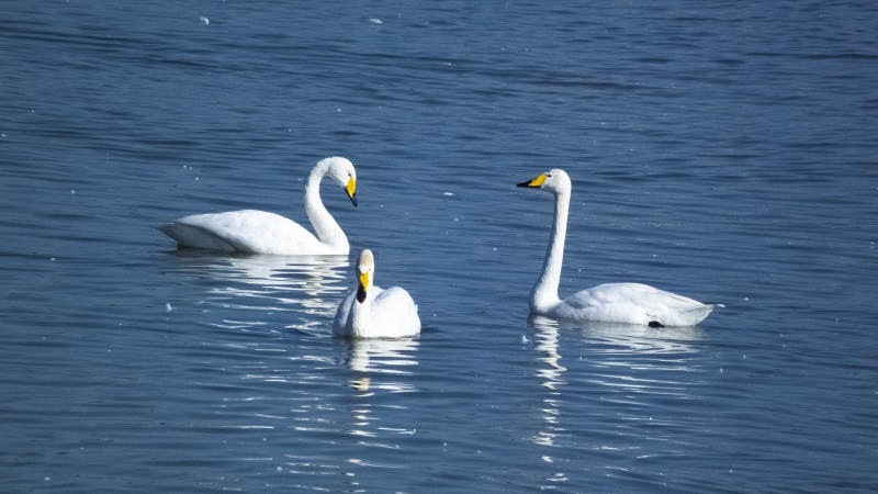 三只天鹅游湖图片