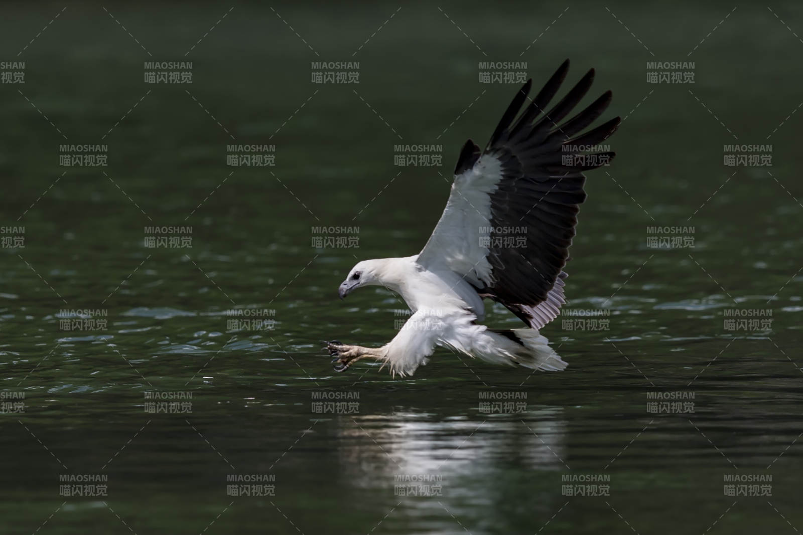 白尾海雕掠水捕食图片