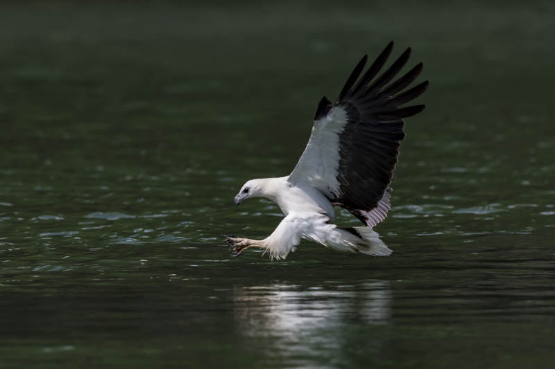 白尾海雕掠水捕食图片