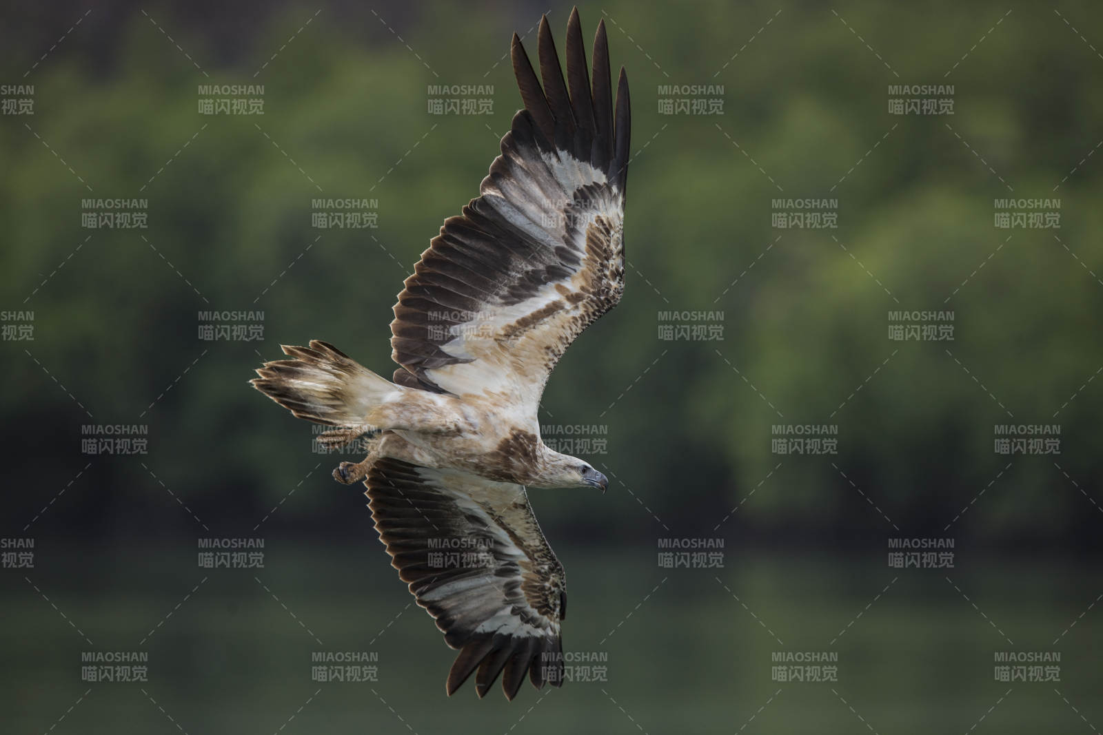 雄鹰翱翔天际图片