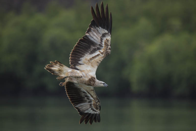 雄鹰翱翔天际图片