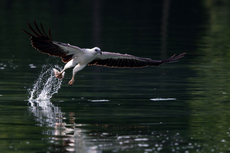 白鹭掠水捕食瞬间图片