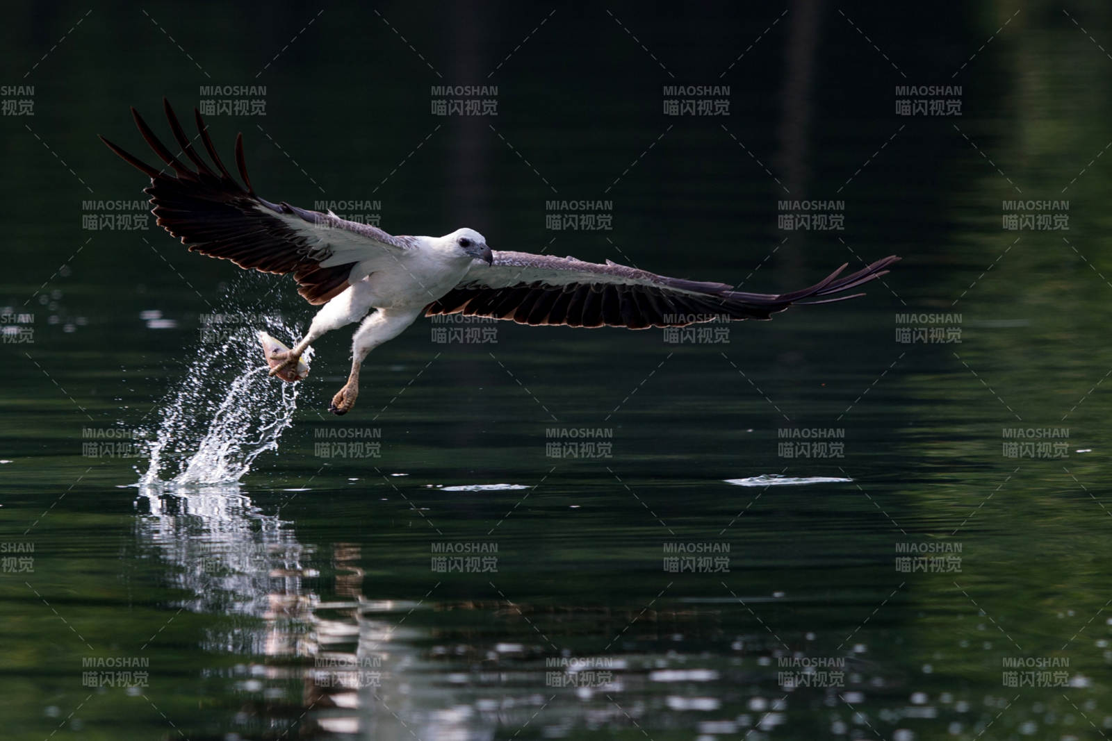 白鹭掠水捕食瞬间图片
