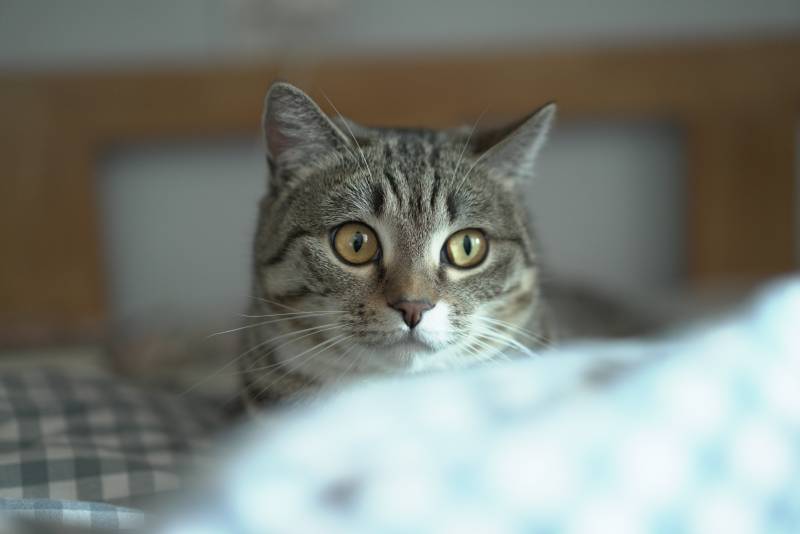 猫咪凝视镜头图片