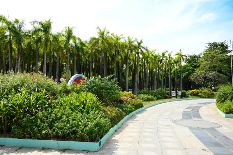 深圳园博园景观阳光棕榈树小径图片