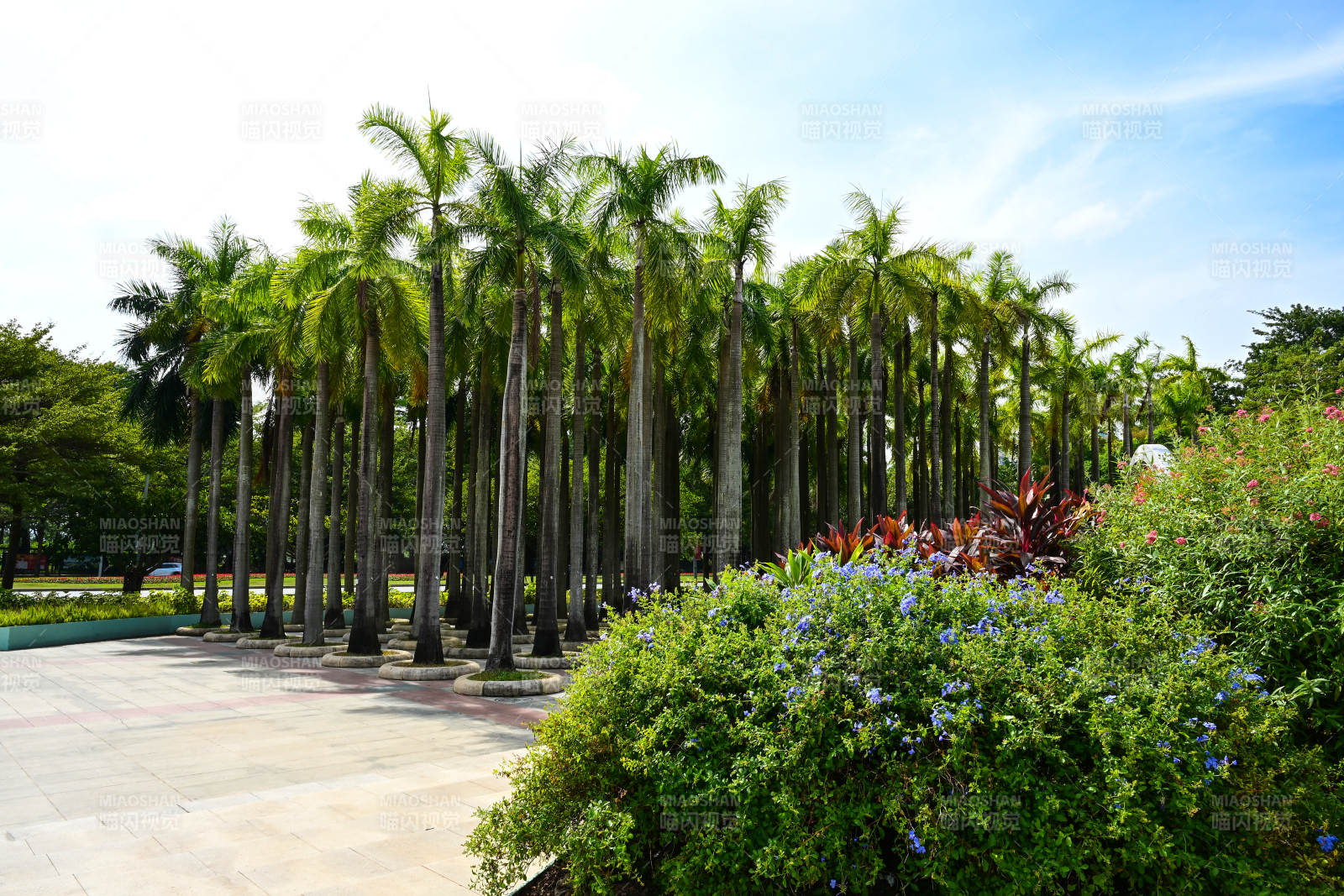 深圳园博园景观阳光棕榈树小径图片