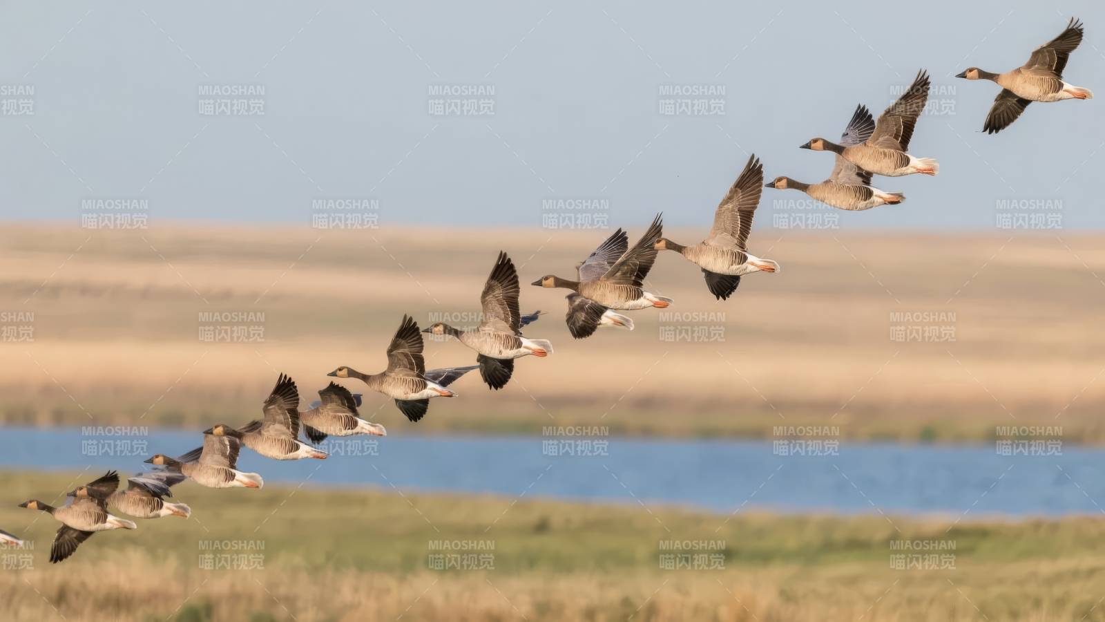 雁群飞翔于湖畔图片